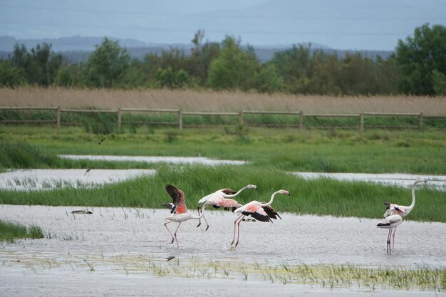 Foto roze flamingo's vliegen