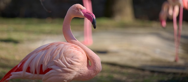 Roze flamingo staat in de natuur wilde vogels