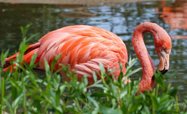 Roze flamingo staat naast een vijver in de natuur