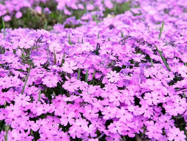 Roze floxxubulata bloeit achtergrond