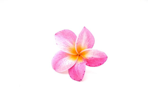 Roze Frangipani-bloem die op wit wordt geïsoleerd.