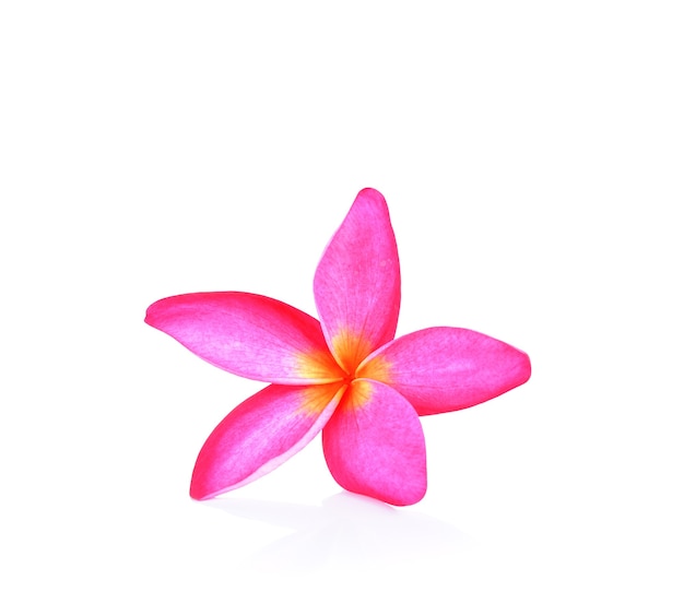 Roze frangipani bloem wit