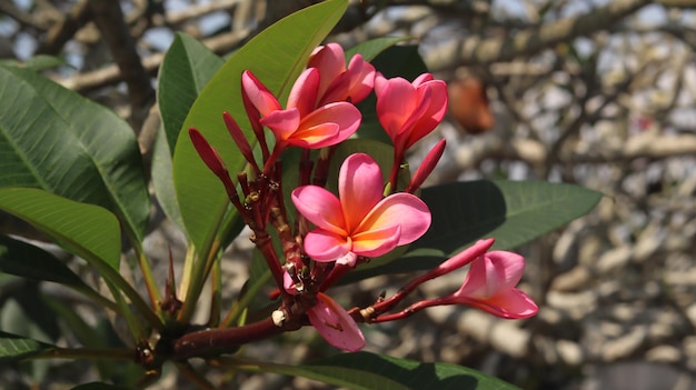 Roze frangipani bloemen bloeien tegen een helderblauwe lucht Roze oranje combinatie plumeria bloem