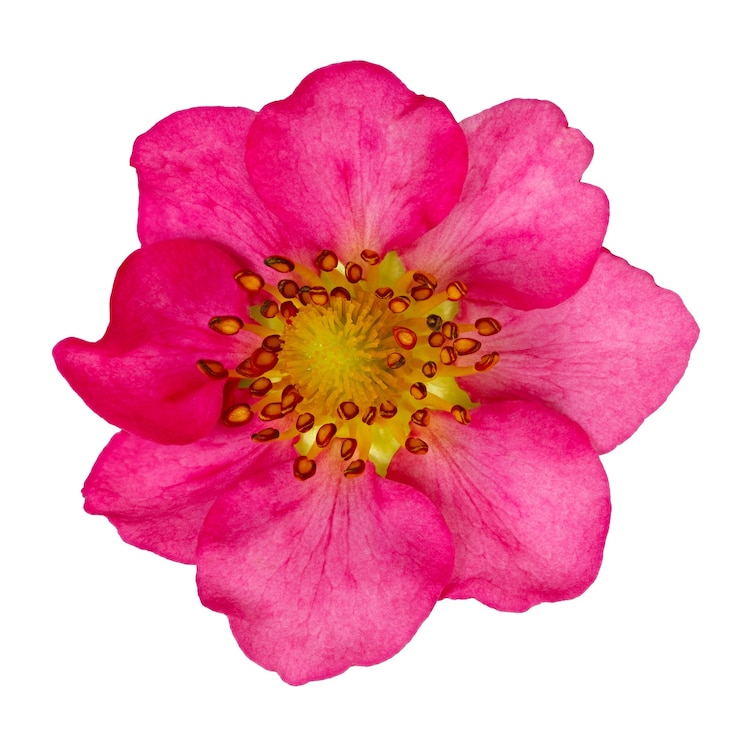 Foto roze geïsoleerde bloemaardbeien. de knop van een bloeiende plant is close-up gefotografeerd.