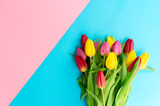 Roze, gele en violette tulpenbloemen over duidelijke blauwe en roze achtergrond