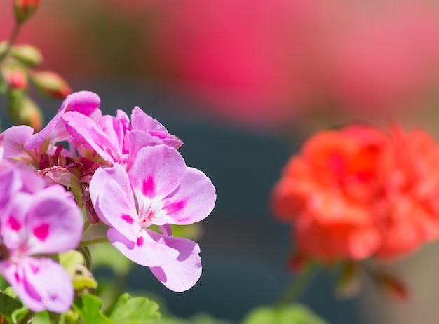 Roze geranium close-up met rode bloemen op de achtergrond