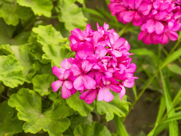 Roze geranium groeit in de tuin Bloeiende geranium Mooie tuinstruik Geurige geranium