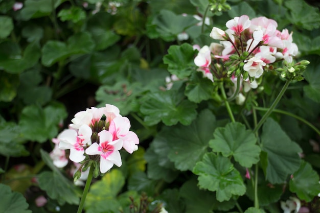 Roze geraniumbloem die in de tuin bloeit