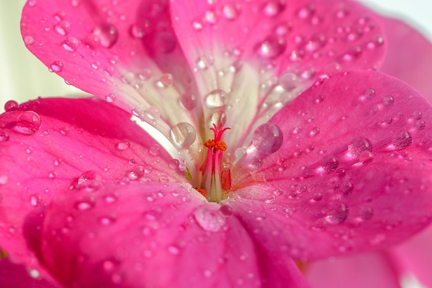 Roze geraniumbloem met druppels dauw of water op de bloembladen Close-up van kamerplanten op volledig scherm