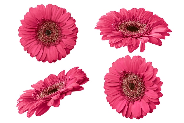 Roze gerbera bloem geïsoleerd op witte achtergrond Set van Gerbera bloemen voor uw ontwerp