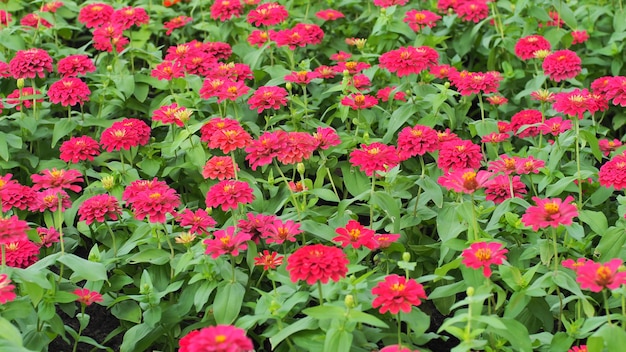 Roze Gerbera-bloem in de tuin