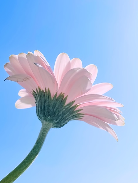 Roze gerbera madeliefje bloem en zonnige hemel lente natuur concept