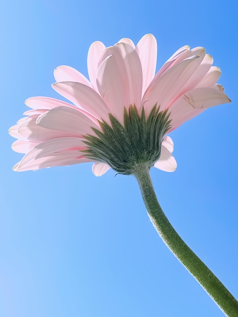 Roze gerbera madeliefje bloem en zonnige hemel lente natuur concept