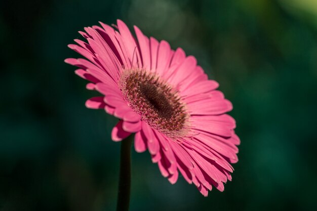 Roze gerbera