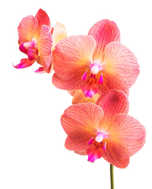 Roze gestreepte orchideebloem geïsoleerd