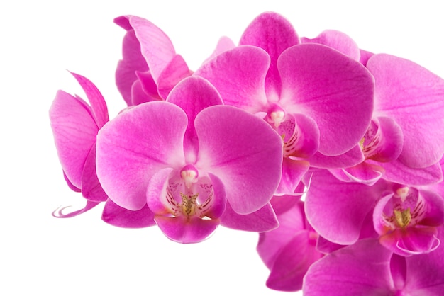 Roze gestreepte orchideebloemen