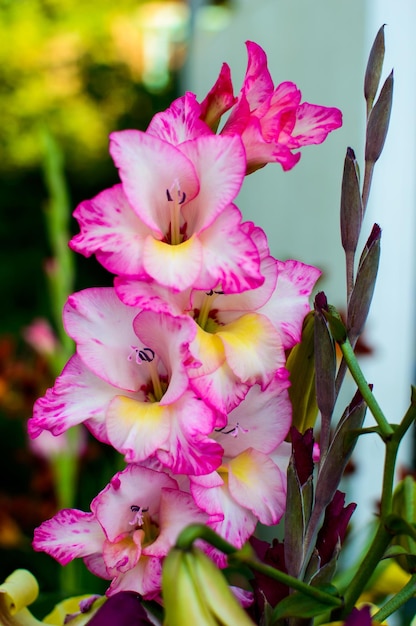 Roze gladiolen in de tuin. Bloem. Gladiool