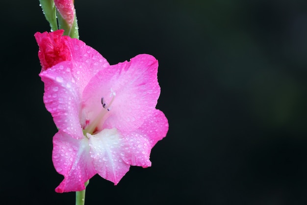 Roze gladiolenbloem met selectieve focus