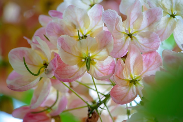 Foto roze gouden douche