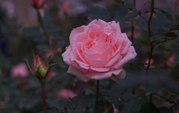 Roze gradiëntroos in bovenaanzicht met onscherpe groene bladachtergrond