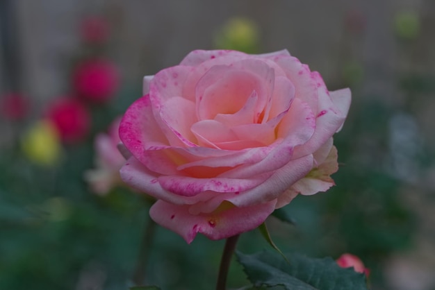 Roze gradiëntroos met onscherpe groene bladachtergrond