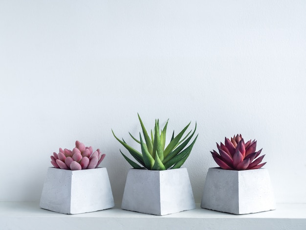 Roze, groene en rode succulente planten in moderne geometrische cementplanters op witte houten plank op wit