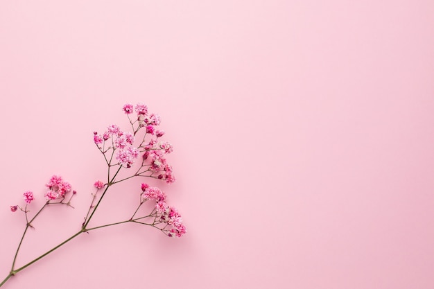 Roze Gypsophila-bloem