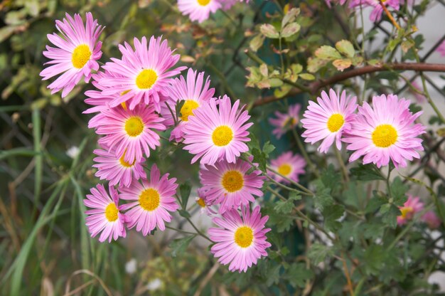 Roze herfst bloemen tak