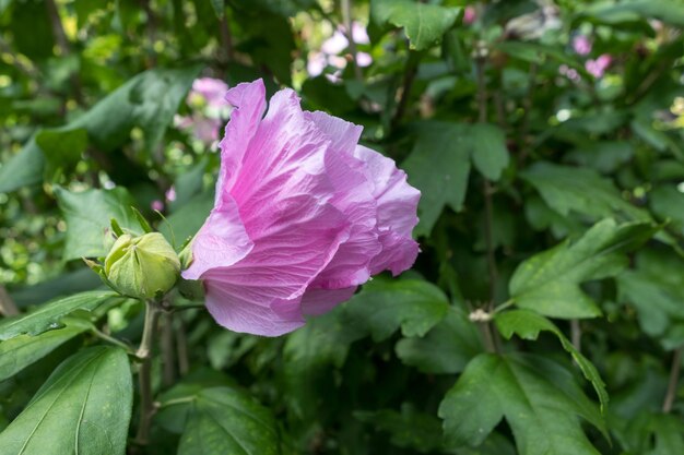 Roze hibiscus bloeit in East Grinstead