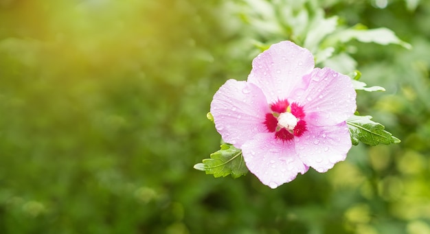 Roze hibiscus bloem groene achtergrond met regendruppels