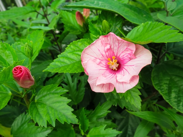 Roze hibiscus