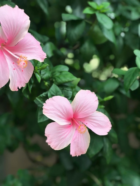 Roze hibiscusbloemen in de tuin