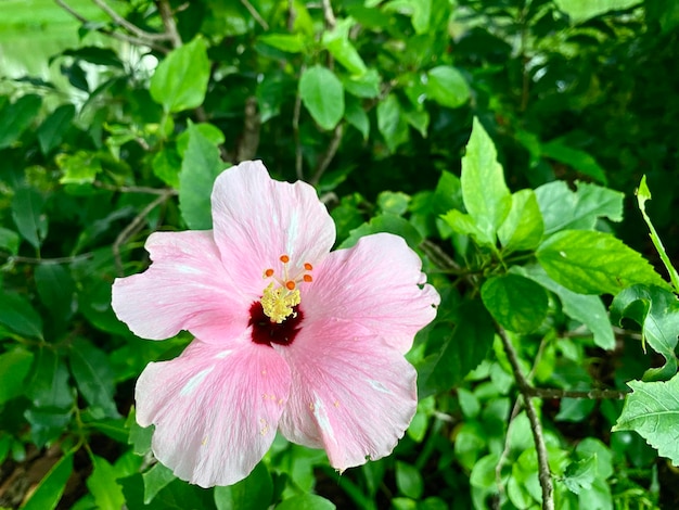 Roze hibiscusbloemen in de tuin