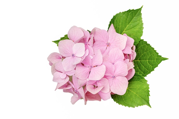 Roze hortensia bloem close-up op een witte achtergrond.