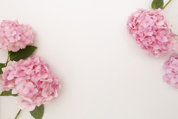 Roze hortensia bloem frame, kopie ruimte op witte achtergrond