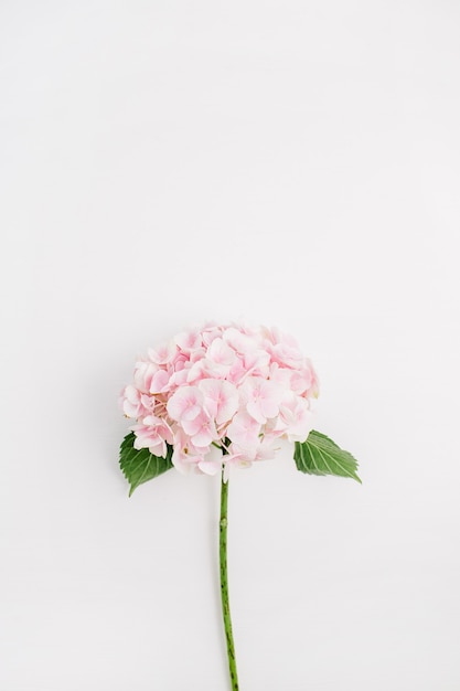 Roze hortensia bloem geïsoleerd op een witte ondergrond