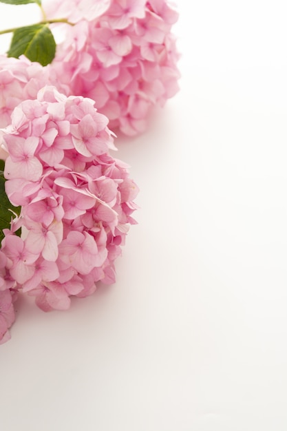 Roze hortensia bloemen