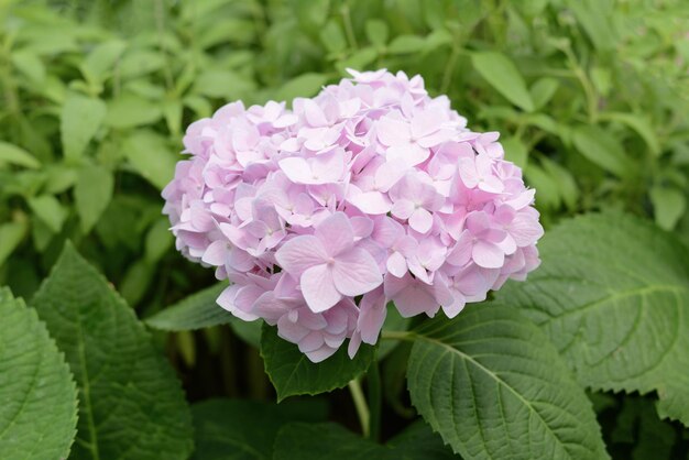 roze hortensia