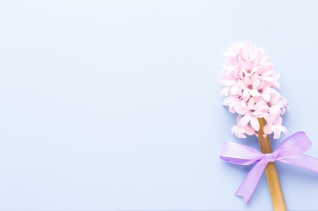 Roze hyacint bloem, lentebloemen. De geur van bloeiende hyacinten is een symbool van het vroege voorjaar. Wenskaart, plat leggen.