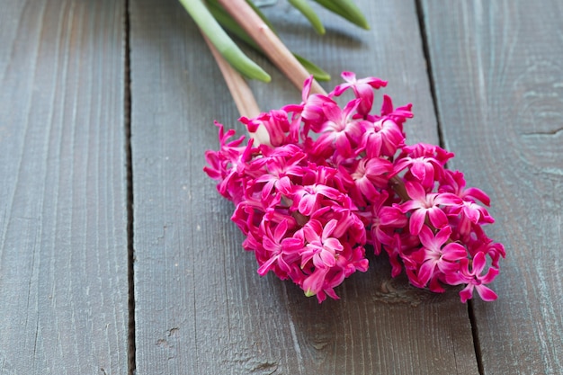 Roze hyacint bloemen