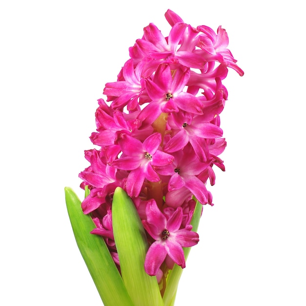 Roze hyacint close-up geïsoleerd op white