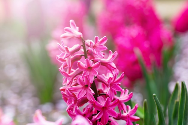 Roze hyacint in bloembed in zonneschijn