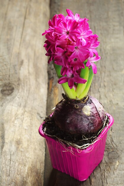 Roze hyacint in bloempot op een houten ondergrond