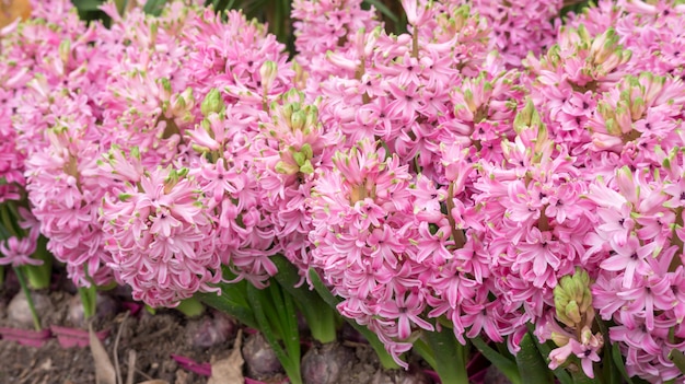 Roze hyacintbloem in een tuin.