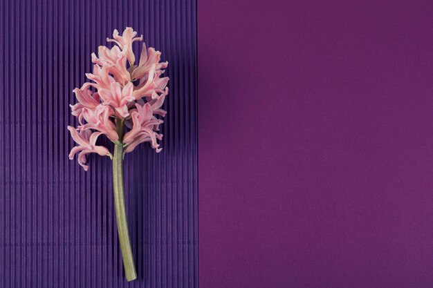 Roze hyacintbloem op dubbele paarse toonachtergrond Minimaal lenteconcept Wenskaart Kopieer ruimte Plat leggen
