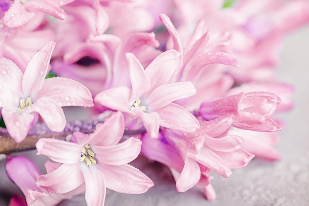 Foto roze hyacinten bloemen