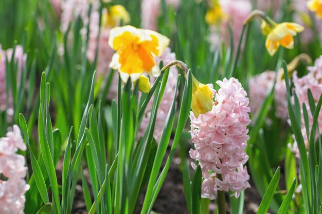 Roze hyacinten en gele narcissen in een Nederlands park
