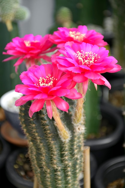 Roze hybride lobivia spp. op de achtergrond van de cactustuin.