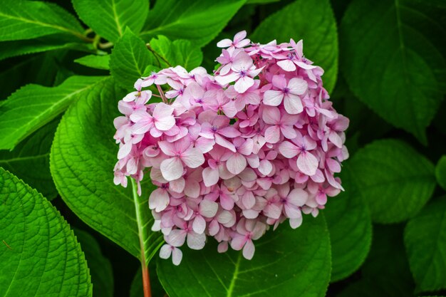 Roze Hydrangea macrophylla