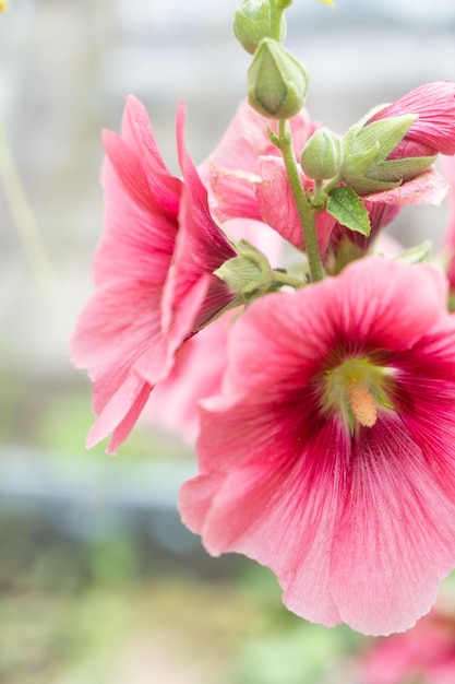 Roze kaasjeskruid bloem